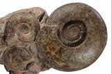 Tall, Jurassic Ammonite (Hammatoceras) Display - France #357375-1